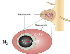 Die Symbiose zwischen Knöllchenbakterien und Pflanzen sorgt dafür, dass Pflanzen ausreichend mit Stickstoff versorgt werden.