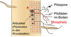 AM-Pilze gehen mit nahezu allen Landpflanzen eine Symbiose aus. Sie liefern den Pflanzen Phosphat und erhalten als Ausgleich von der Pflanze Zucker. Ohne AM-Pilze wären viele Böden schon nicht mehr landwirtschaftlich nutzbar, weil sie nur noch wenig Phosphate enthalten.