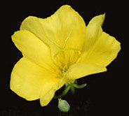 The model organism <em>Oenothera</em> (evening primrose) is used to elucidate why some combinations of nuclear and chloroplast genome are incompatible and what consequences for evolution and species formation are implied.