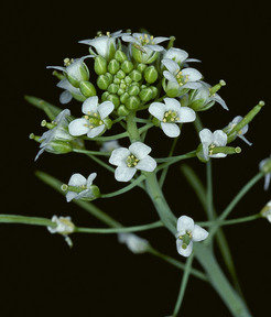 An verschiedenen Arabidopsis-Ökotypen werden die Grundlagen der Hybrid-Nekrose erforscht.