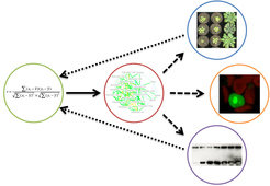 Mit Hilfe von bioinformatischen Methoden können Erkenntnisse aus Laborexperimenten an <em>Arabidopsis thaliana</em> auf weniger gut untersuchte, aber agronomisch wichtige, Spezies wie Reis und Tomate übertragen werden.