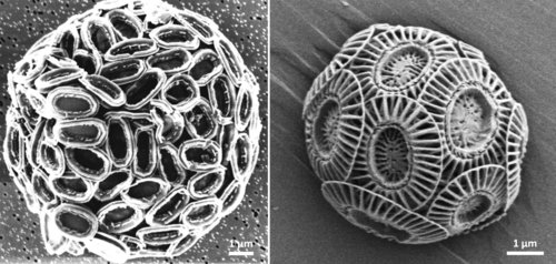 Figure 1: Scanning electron micrograph of the coccolith sheet (coccosphere) which encloses each cell of <em>Pleurochyrsis carterae</em> (left) and <em>Emiliania huxleyi</em> (right).