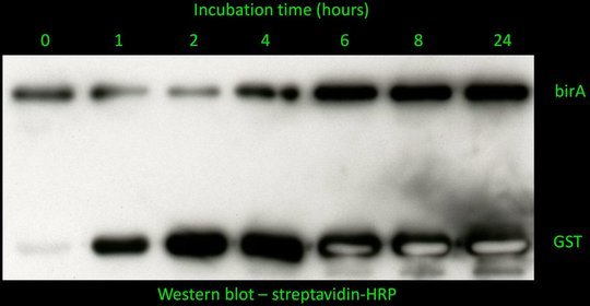 <p>Figure 2. Biotin ligase (birA) can biotinylate GST. To investigate whether birA can biotinylate another protein, we have purified birA and GST, and incubated both proteins with ATP and biotin over time of 24 hours. The reaction was then run on SDS gel and probed with streptavidin-HRP (streptavidin binds to biotin). As seen on the picture, birA rapidly biotinylates itself. GST becomes increasingly biotinylated after 1 hour.</p>