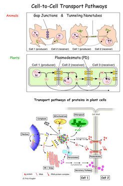 Homeotic proteins involved in meristem maintenance are thought to move like viral movement proteins to adjacent cells via intercellular pores formed by plasmodesmata.
