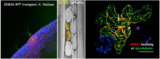 Ample presence of MPB2C, a novel microtuble-associated protein, prevents cell-to-cell movement of certain homeobox transcription factors (KN1 and TMV-MP).