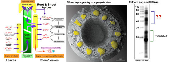 In plants the phloem serves as system-wide delivery pathway for nutrients such as amino acids, sugars, growth regulating hormones and also specific RNA molecules. Such phloem-delivered RNAs include messenger RNA (mRNA), silencing-induced RNA (siRNA) and micro RNA (miRNA) and were shown to act as long-distance signals regulating growth.