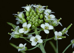 <p><strong>Dr. Roosa Laitinen</strong> and her group utilize natural variants of <i>Arabidopsis thaliana</i> in order to understand the genetic and molecular basis of adaptive mechanisms in plants. The main focus of the group is to analyze <i>A. thaliana </i>hybrids with novel phenotypes in comparison to their parents. These new phenotypic traits in hybrids can be either beneficial (hybrid vigor) or deleterious (hybrid incompatibility).</p>