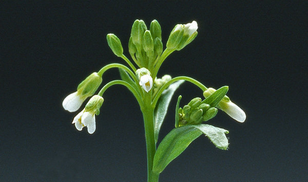 Flower of Arabidopsis thaliana