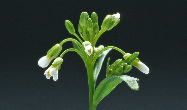 Profilbild Ara.jpg Flower of Arabidopsis thaliana