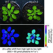 <p>The group of <strong>Dr. Ute Armbruster</strong> aims to identify and characterize regulatory mechanisms of photosynthesis. Particular focus is on the question of how photosynthesis is regulated to achieve efficiency in fluctuating light conditions.</p>