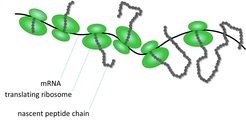 Translational Regulation in Plants