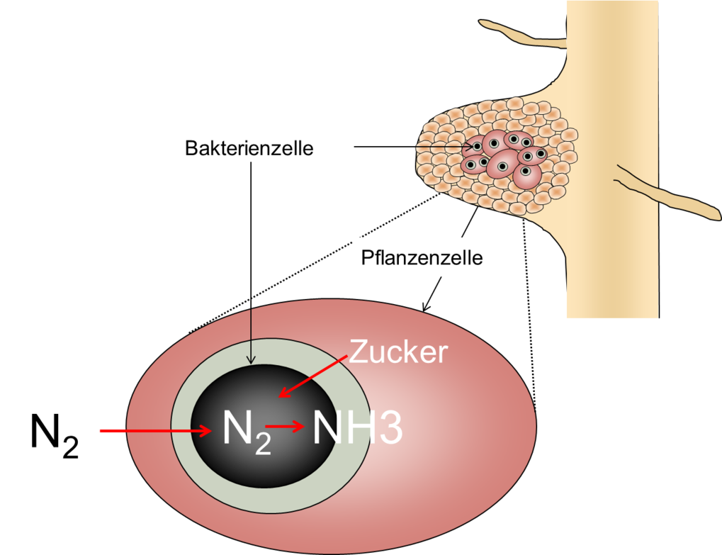 Die Symbiose zwischen Knöllchenbakterien und Pflanzen sorgt dafür, dass Pflanzen ausreichend mit Stickstoff versorgt werden.