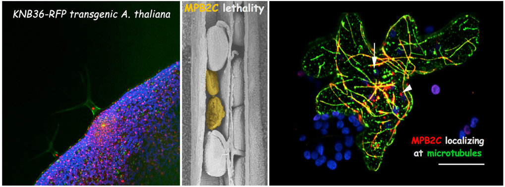 Ample presence of MPB2C, a novel microtuble-associated protein, prevents cell-to-cell movement of certain homeobox transcription factors (KN1 and TMV-MP).