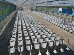 Fig. 2. Big-bag system for drought-stress trials under fluctuating climate conditions.