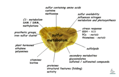Sulfur is a required macronutrient, sulfur uptake and assimilation are crucial determinants in how quickly plants grow and cope with various stresses, and therefore, in how well crops yield.