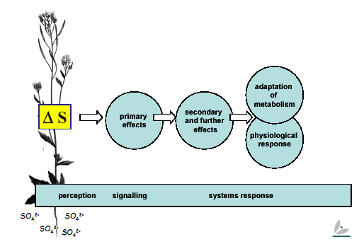 System response: Plants adapt their metabolism to sulfur availability.