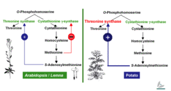 Current understanding of methionine biosynthesis in potato (Solanum tuberosum) and Arabidopsis thaliana