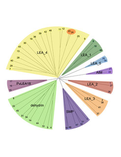 The role of LEA (late embryogenesis abundant) proteins in cellular stress tolerance Unrooted dendrogram of all Arabidopsis LEA genes obtained by sequence alignments (ClustalW). The different LEA groups are indicated by different colors. (from Hundertmark and Hincha, 2008, BMC Genomics 9, 118)