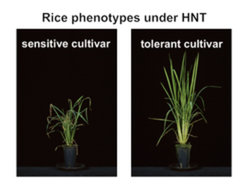 Figure: Rice plants were grown in a controlled climate chamber and differentr cultivars were subjected to high night temperatures (HNT, 28°C) for several weeks. While tolerant cultivars continued to grow normally, sensitive cultivars showed leaf damage in the form of chlorosis and necrosis.