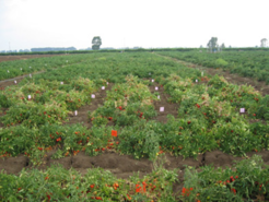 Different introgression lines of Solanum lycopersicum each harbouring definded and distinct substitutions from Solanum pennelli that cover the entire genome.