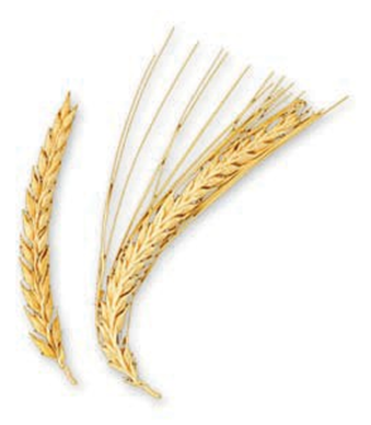 Powdery mildew resistance of barley: Cross breeding of the ethiopian landrace (left) made the european elite cultivar (right) resistant against powdery mildew (as of ca. 1930).