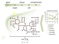 With the help of mathematical models the group investigates metabolic pathways.
