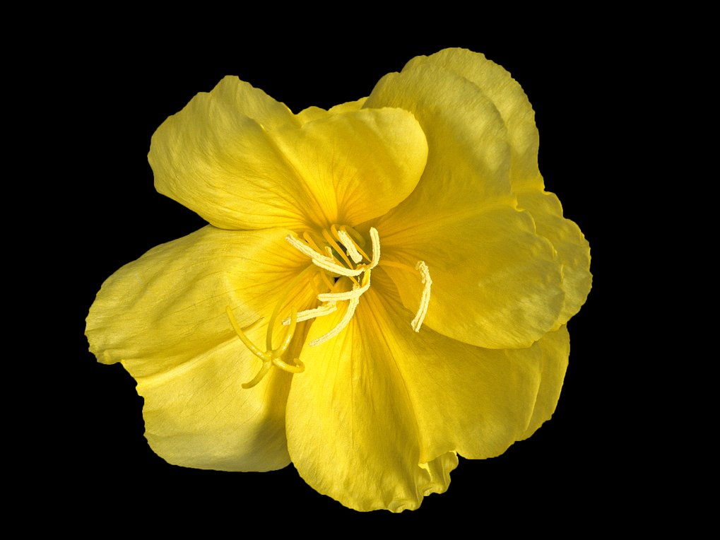 The model organism Oenothera (evening primrose) is used to elucidate why some combinations of nuclear and chloroplast genome are incompatible and what consequences for evolution and species formation are implied.