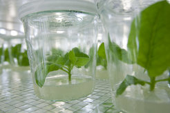 In tissue culture, plants can be grown under sterile conditions.
