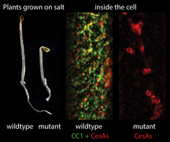 Effekt von Salzstress auf Pflanzen
Links (Plants grown on salt): Pflanzen mit CC-Proteinen (wildtype) wachsen besser auf salzhaltigem Medium als Pflanzen bei denen die CC-Gene ausgeschaltet sind (mutant).
Rechts (inside the cell): Blick in die Zelle unter Salzstress; Pflanzen mit CC-Proteinen (wildtype) zeigen intakte Zellulose-Synthase-Komplexe in der Plasmamembran, die Zellulose produzieren; Pflanzen bei denen die CC-Gene ausgeschaltet sind (mutant) zeigen internalisierte Zellulose-Synthase-Komplexe, die nicht mehr aktiv sind.
CC-Proteine sind grün fluoreszent markiert, Zellulose-Synthase-Komplexe rot fluoreszent markiert.
