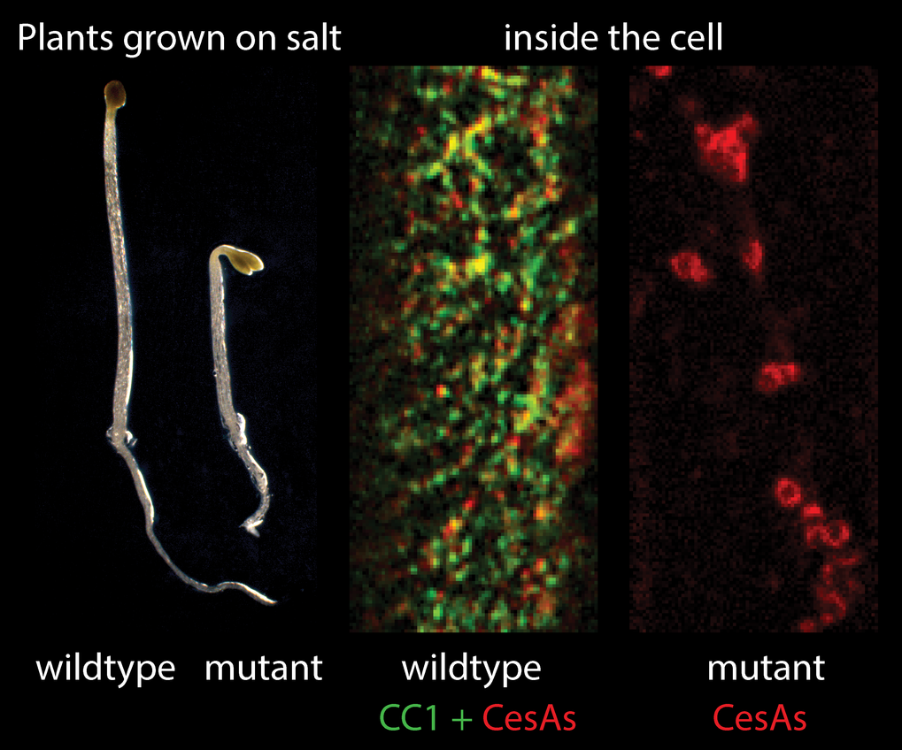 Effekt von Salzstress auf Pflanzen
Links (Plants grown on salt): Pflanzen mit CC-Proteinen (wildtype) wachsen besser auf salzhaltigem Medium als Pflanzen bei denen die CC-Gene ausgeschaltet sind (mutant).
Rechts (inside the cell): Blick in die Zelle unter Salzstress; Pflanzen mit CC-Proteinen (wildtype) zeigen intakte Zellulose-Synthase-Komplexe in der Plasmamembran, die Zellulose produzieren; Pflanzen bei denen die CC-Gene ausgeschaltet sind (mutant) zeigen internalisierte Zellulose-Synthase-Komplexe, die nicht mehr aktiv sind.
CC-Proteine sind grün fluoreszent markiert, Zellulose-Synthase-Komplexe rot fluoreszent markiert.