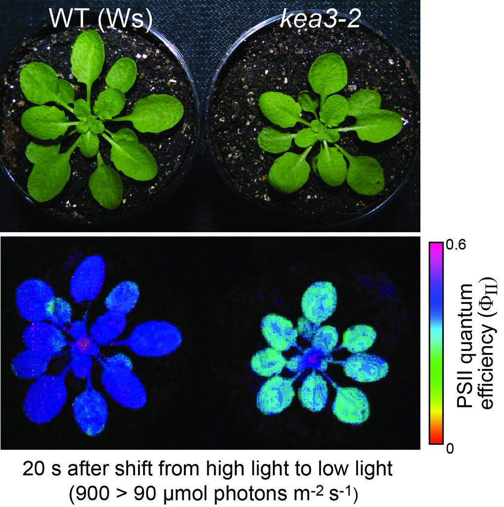 Chlorophyll a Fluoreszenz Analyse von Arabidopsis-Pflanzen, um die Effizienz der Photosynthese zu bestimmen.