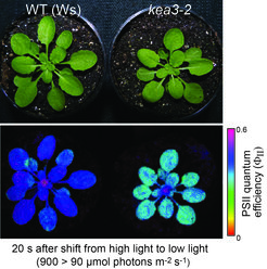 Chlorophyll a Fluoreszenz Analyse von Arabidopsis-Pflanzen, um die Effizienz der Photosynthese zu bestimmen.