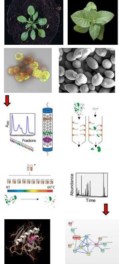 Arabidopsis (plant and cell cultures), tobacco and yeast are used as starting material for the biochemical and –omics analysis resulting in protein-metabolite interaction networks and identifications of the ligand-receptor pairs. Yeast photo was reproduced from WIKIPEDIA (taken by Mogana Das Murtey and Patchamuthu Ramasamy)