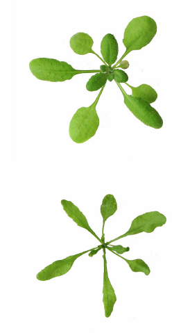 Junge Arabidopsis Pflanzen: wild (oben) und mit Mangel an PDX3 (unten).