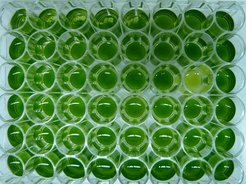 Chlamydomonas reinhardtii - a single-cell green alga: Test of succesful gene integration for a potential AIDS vaccine production.