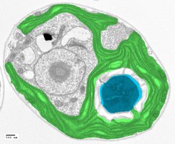 Pyrenoide aus Grünalgen könnten der Schlüssel zur Ertragssteigerung von Nutzpflanzen sein. Das Pyrenoid (blau) ist hier im Querschnitt einer Algenzelle durch Falschfarben-Elektronenmikroskopie sichtbar. Das Pyrenoid sitzt innerhalb des Chloroplasten (grün), welcher Lichtenergie sammelt, um die CO2-Fixierung zu ermöglichen.