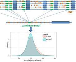Figure 1: The integration of sequence and gene expression data led to the identification of novel putative regulatory elements in the genome of the plant Arabidopsis thaliana.