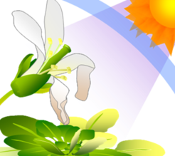 UV radiation can cause harmful effects on plants, including bleaching of leaves and damages of flowers.