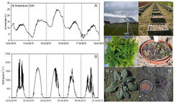 Abb. 3. Arabidopsis am natürlichen Standort. Temperatur- (A) and Lichtintensitätsfluktuationen (B) am Standort während der Samenbildung bei Arabidopsis thaliana. Klimastation (C). Feldversuche mit Arabidopsis (D). Phänotyp von Arabidopsis thaliana im Gewächshaus (E) und am natürlichen Standort (F). Rotfärbung durch Anthozyanakkumulation bei Arabidopsisaccessionen nach kombiniertem Kälte- und Hochlichtstress. (G, H).