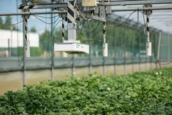 Fig. 3. Autonomous laser imaging and infrared-thermometry of a segregating potato population under control and drought conditions.