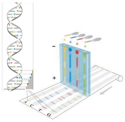 Schematische Darstellung einer DNA-Sequenzierung nach Sanger.