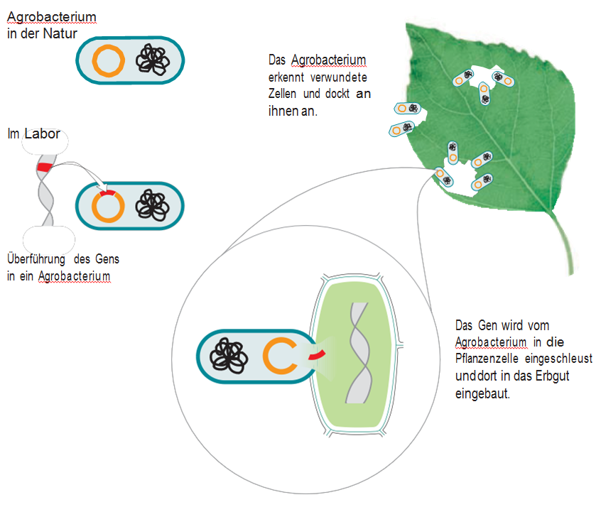 Das Agrobacterium kann Gene in die Pflanzenzelle transportieren.