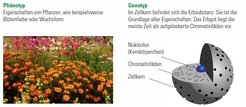 The terms phenotype and genotype always appear together with traits. While the phenotype describes the appearance of a trait, such as flower color, the term genotype comprises the present genes of an organism.