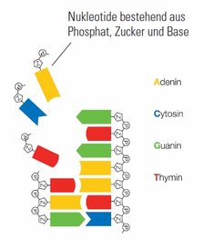 The genome, the DNA, is equal in all organisms. It consists of the 4 bases Adenin, Cytosin, Guanin and Thymin and a sugar-phosphat-backbone.