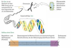The double-stranded DNA is packed in the nucleus in form of x-shaped chromosomes. Here, they are well protected. The genes, single parts of the DNA, encode for the information of all different traits of an organism.