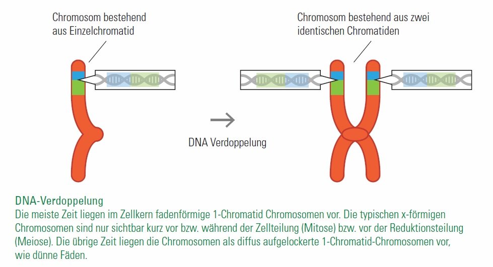 DNA-VerdoppelungDie meiste Zeit liegen im Zellkern fadenförmige 1-Chromatid Chromosomen vor. Die typischen x-förmigen Chromosomen sind nur sichtbar kurz vor bzw. während der Zellteilung (Mitose) bzw. vor der Reduktionsteilung (Meiose). Die übrige Zeit liegen die Chromosomen als diffus aufgelockerte 1-Chromatid-Chromosomen vor, wie dünne Fäden.