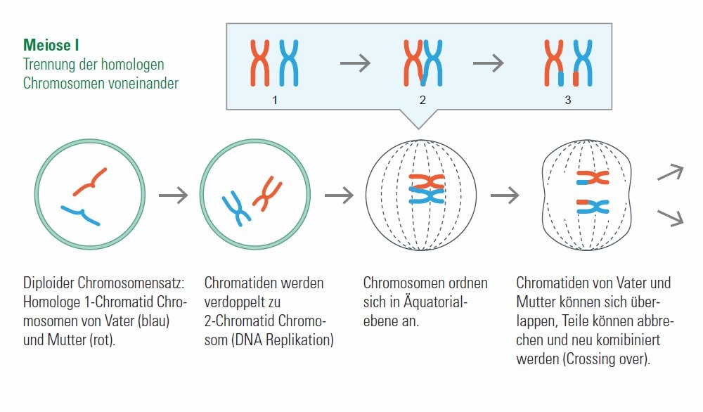 Meiose ITrennung der homologen Chromosomen voneinander