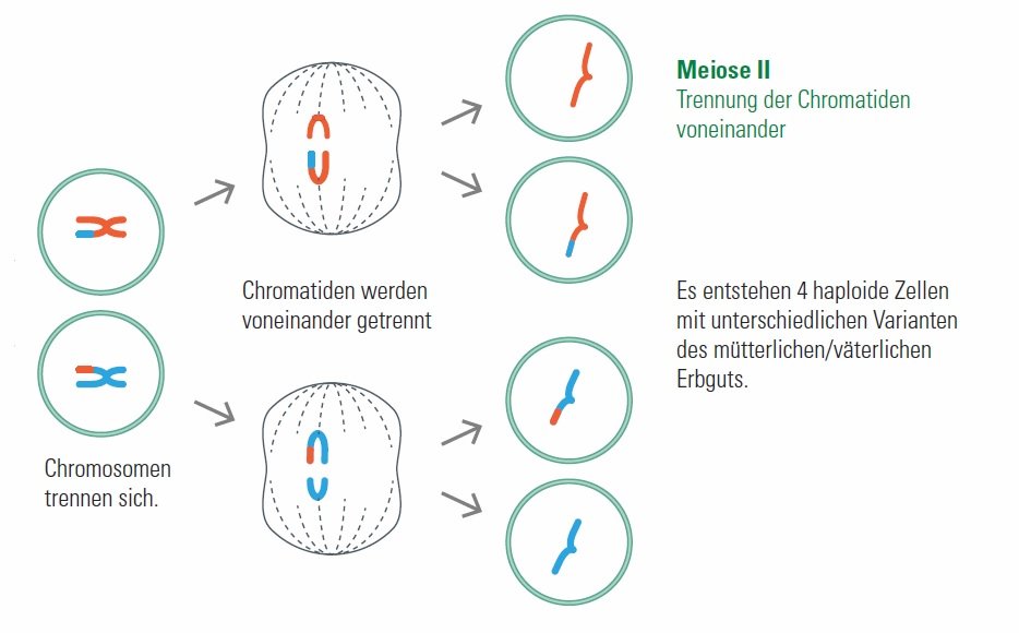 Meiose IITrennung der Chromatiden voneinander