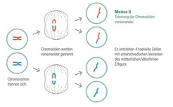 Meiosis II - Seperation of the Chromatids
