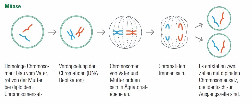 MitoseAus einer Zelle entstehen zwei identische Tochterzellen.